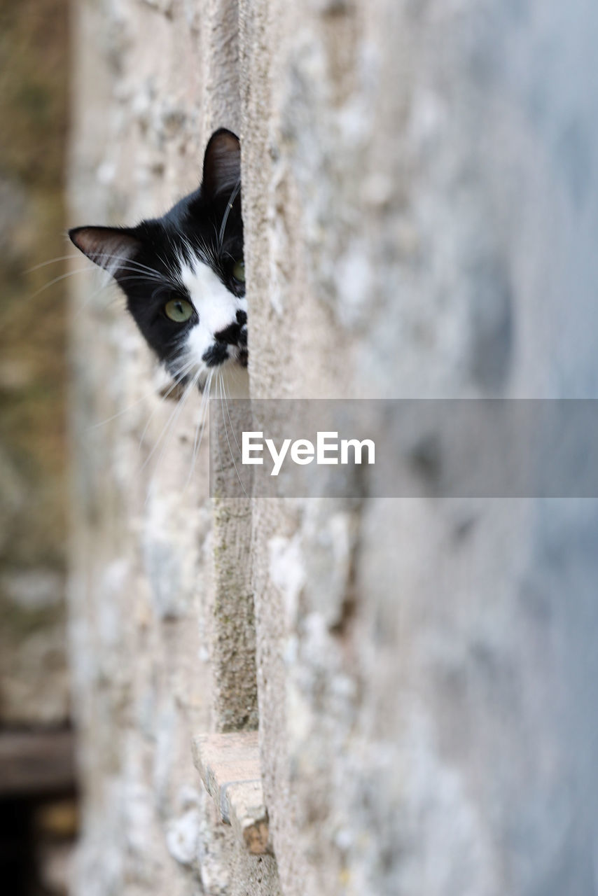 Close-up of black and white cat