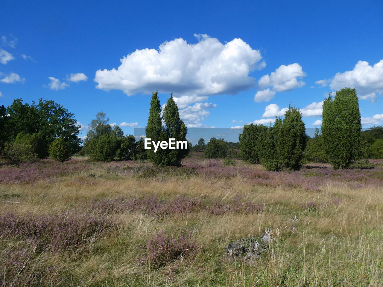 Blooming fields and trees against blue sky. lüneburger heide, germany.