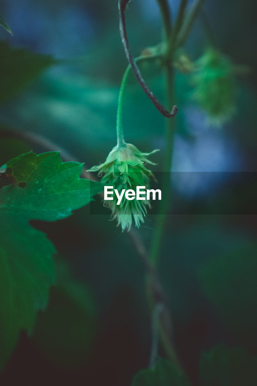 Close-up of plant against blurred background