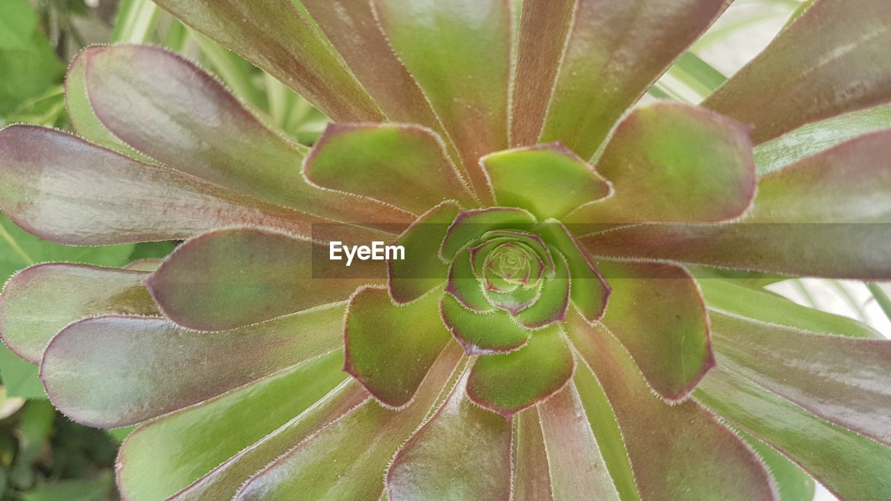 CLOSE-UP OF SUCCULENT PLANT OUTDOORS