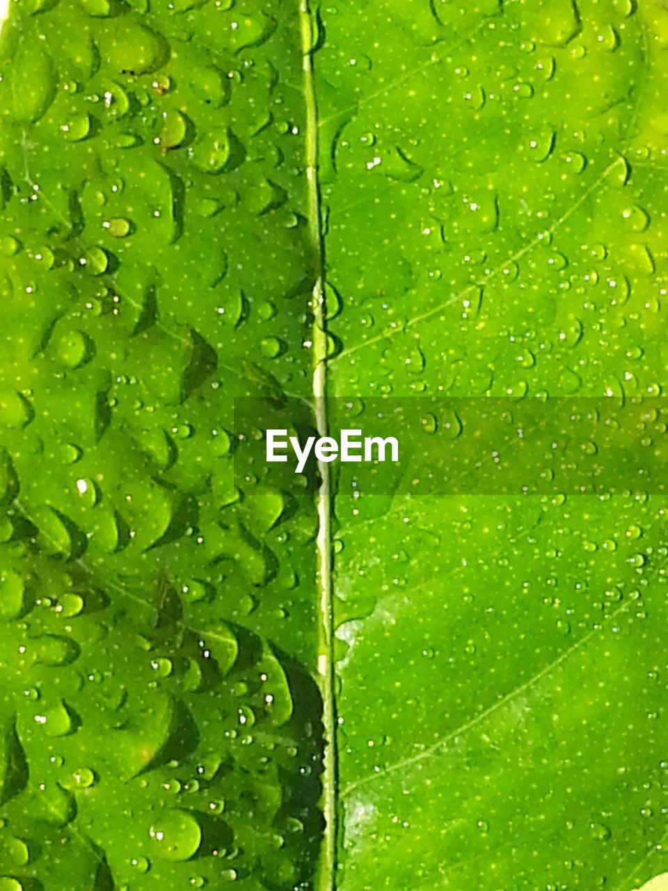 MACRO SHOT OF WATER DROPS ON LEAF