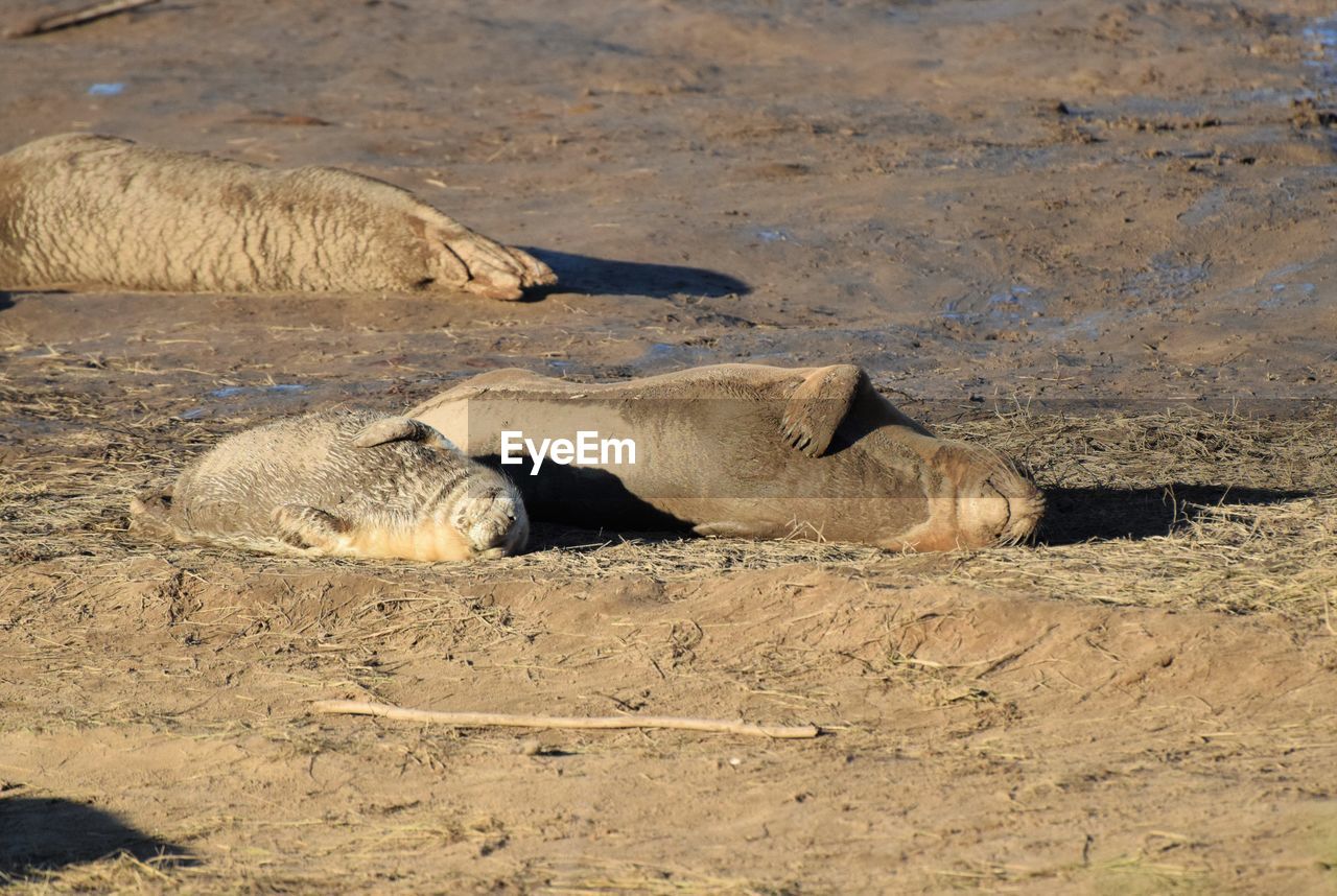 SHEEP LYING ON SAND