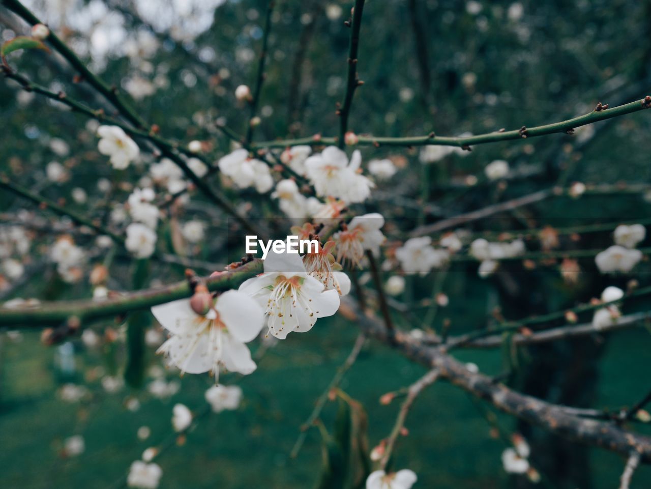 Close-up of cherry blossoms in spring