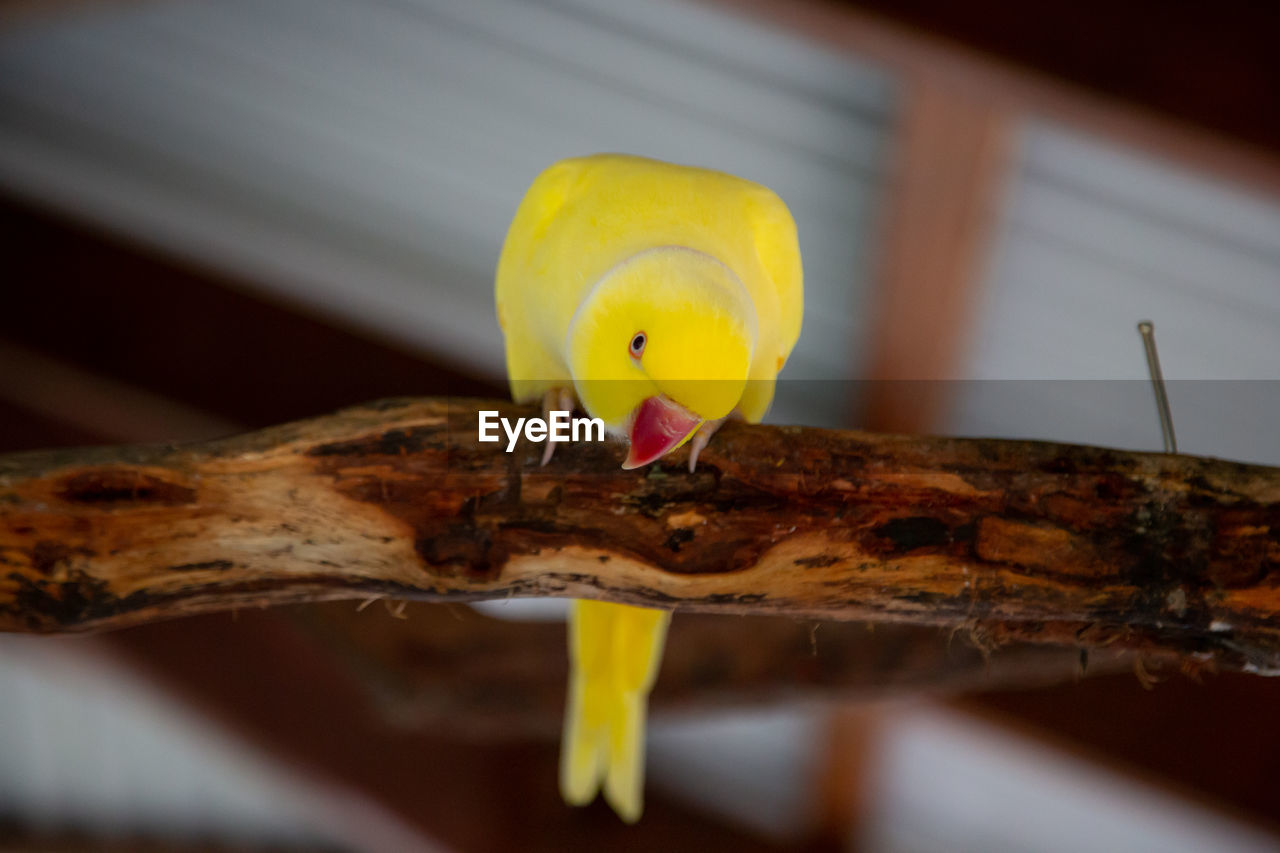 yellow, macro photography, close-up, animal, no people, animal themes, wood, leaf, bird, nature, one animal, outdoors, animal wildlife, focus on foreground