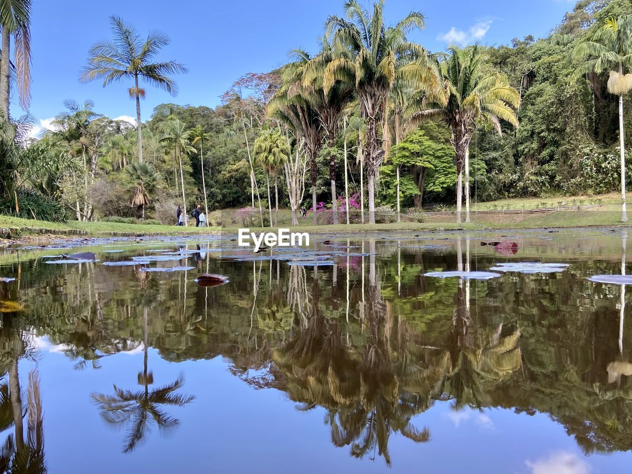 water, reflection, tree, palm tree, tropical climate, plant, nature, lake, sky, beauty in nature, tranquility, scenics - nature, travel destinations, no people, blue, day, coconut palm tree, tranquil scene, outdoors, environment, travel, landscape, standing water, lagoon, tourism, land, flower, trip, vacation