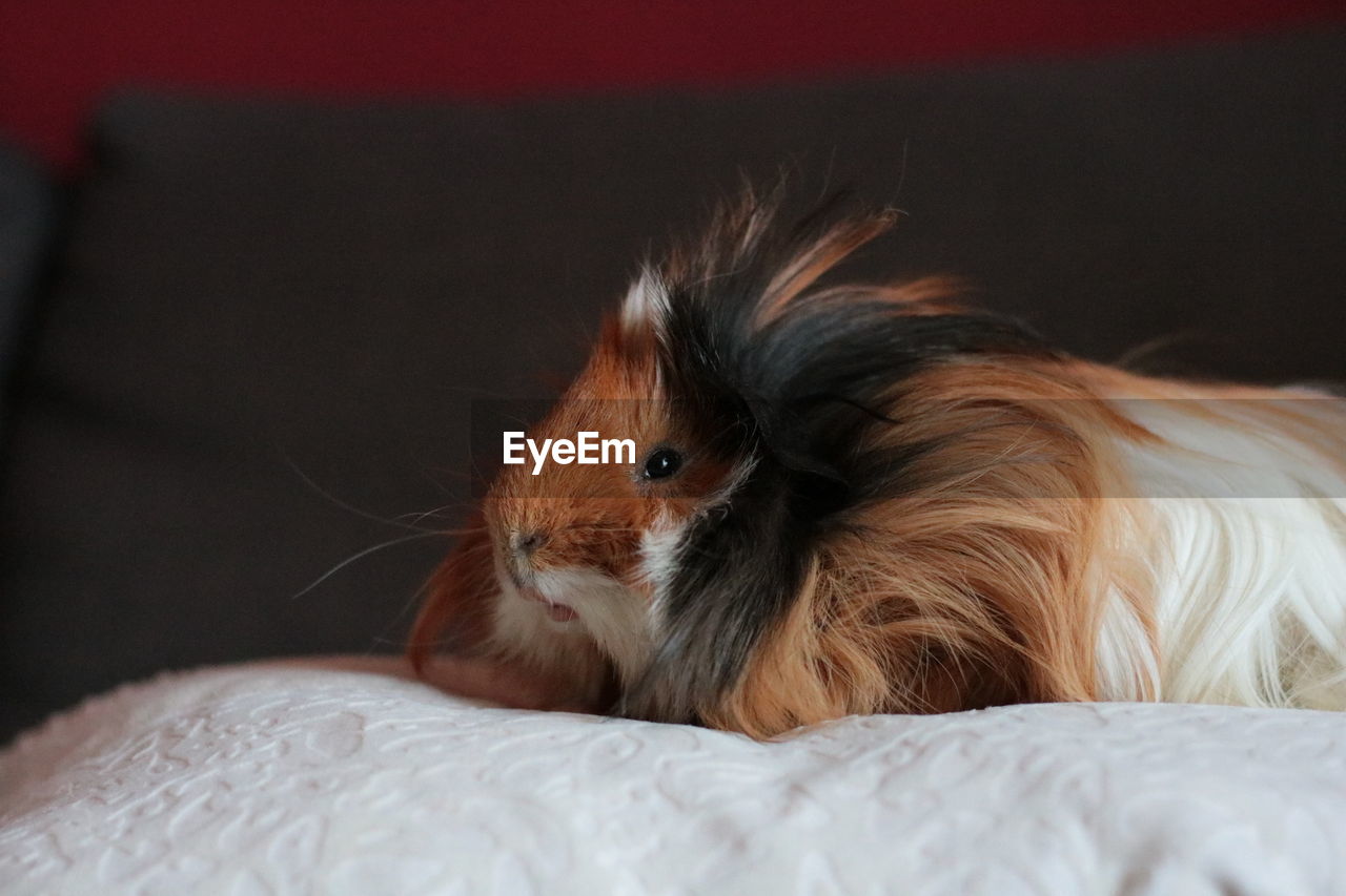 Close-up of guinea pig resting on bed