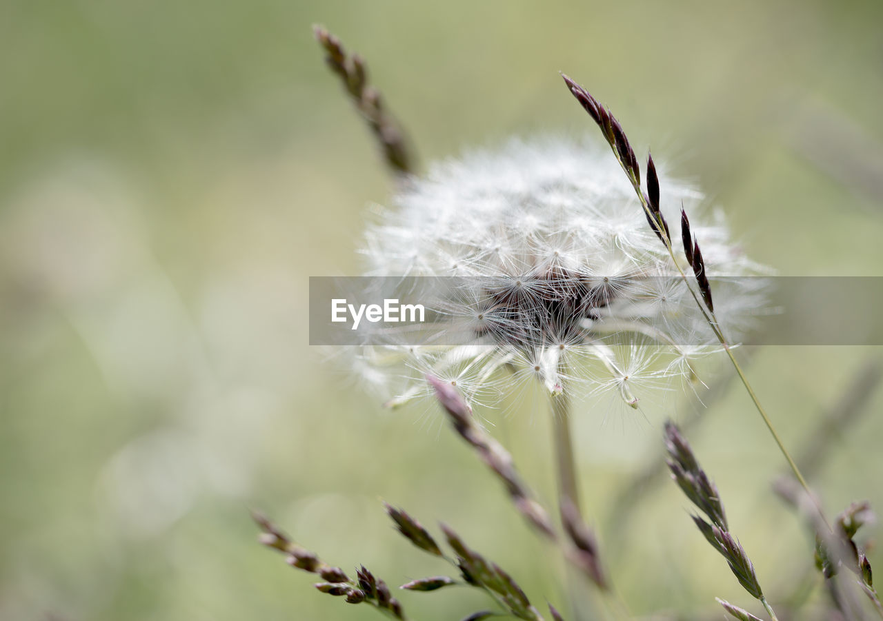 Close-up of dandelion blooming outdoors