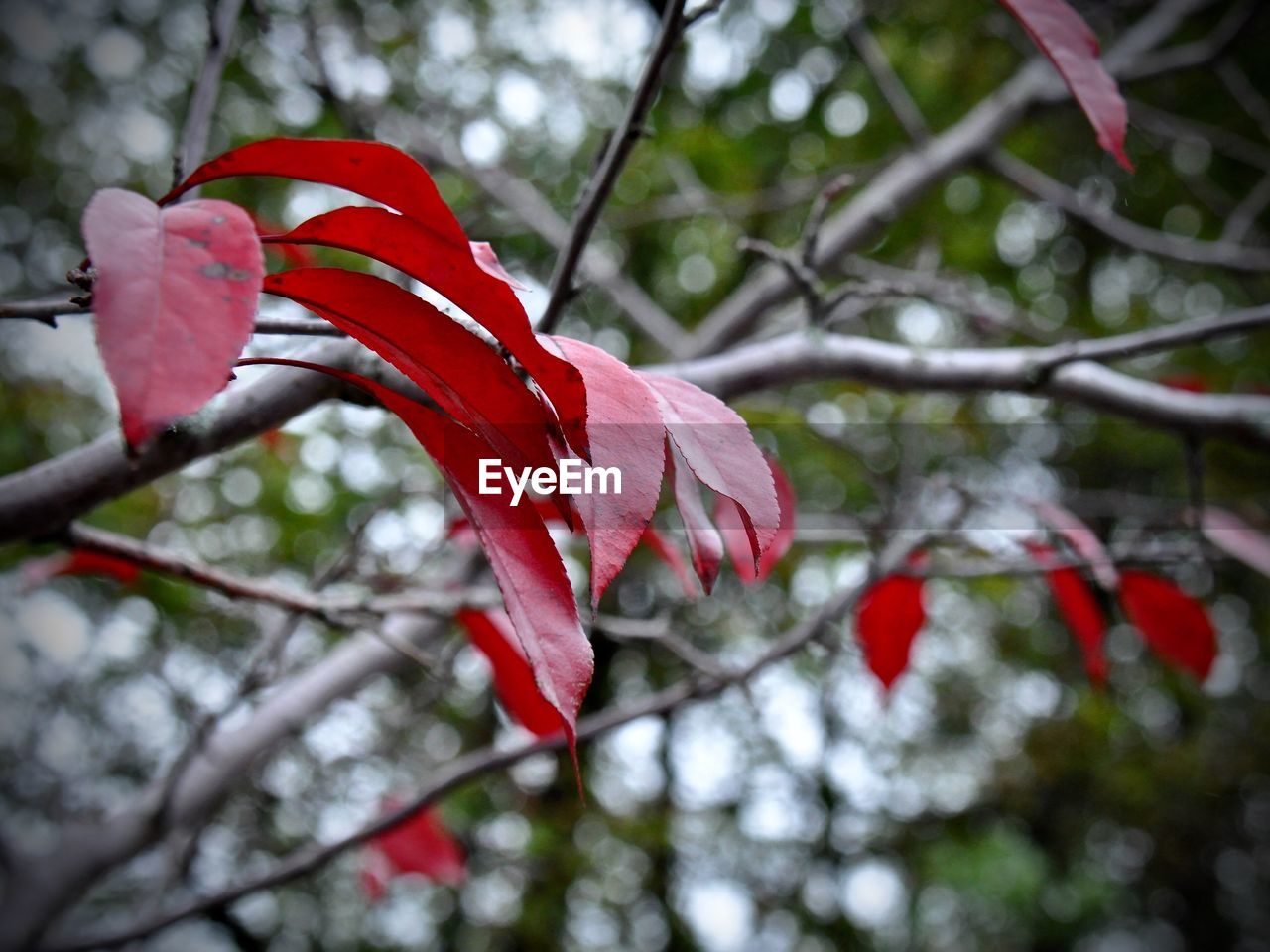 CLOSE-UP OF RED HIBISCUS ON TREE