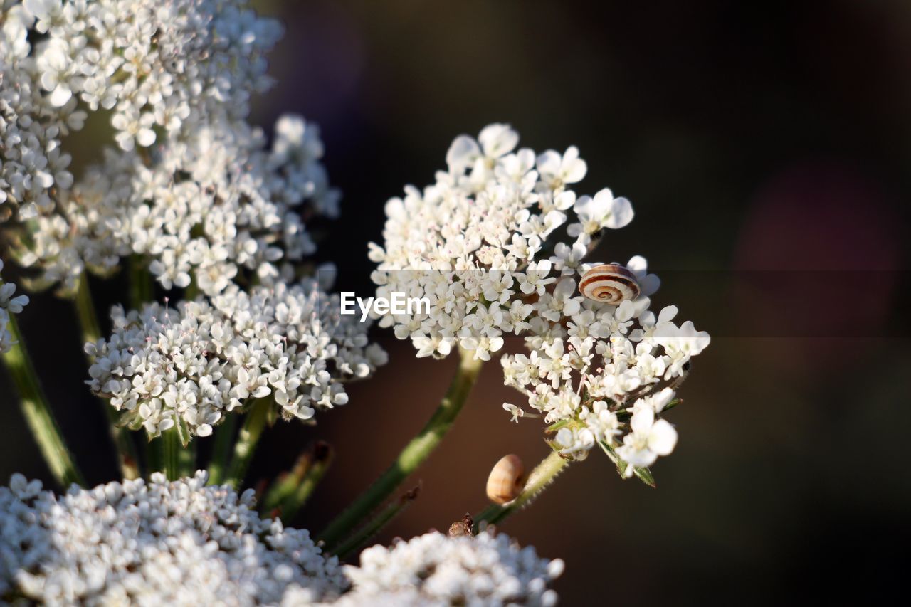 Close-up of snail on white flower