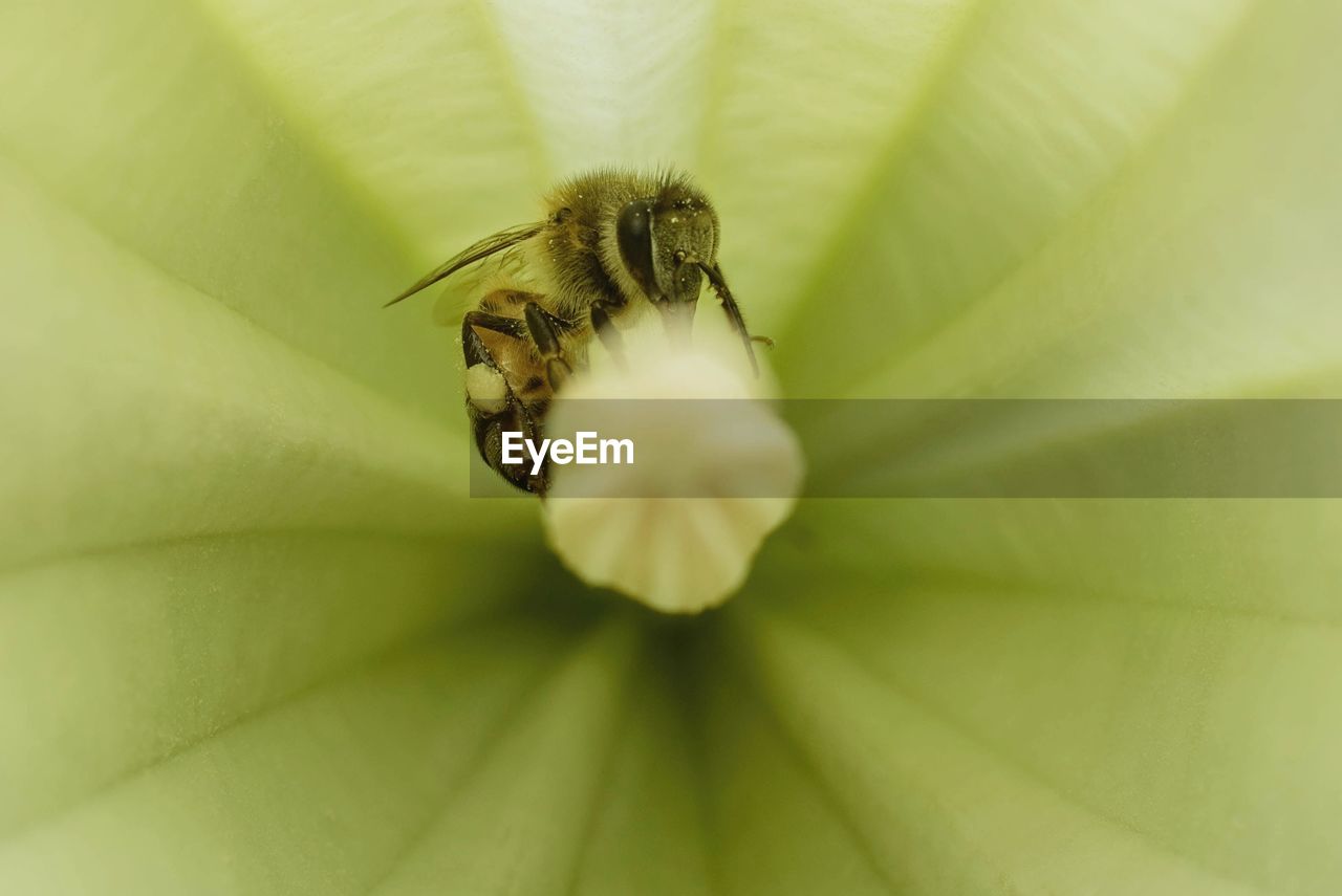 Close-up of bee on flower