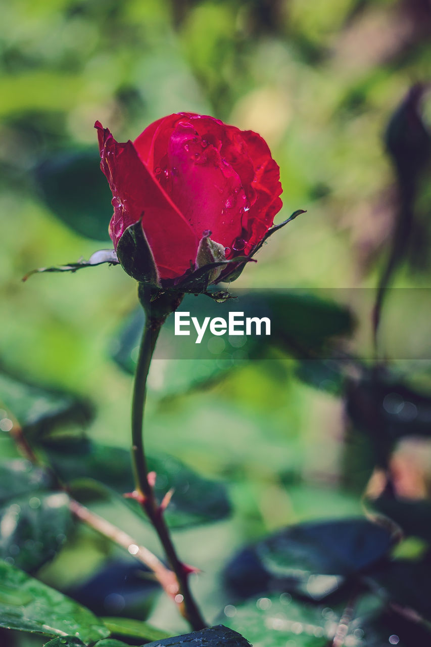 CLOSE-UP OF RED ROSE ON LEAF