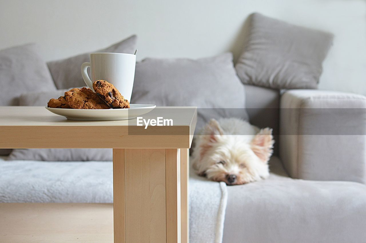 DOG RELAXING ON SOFA