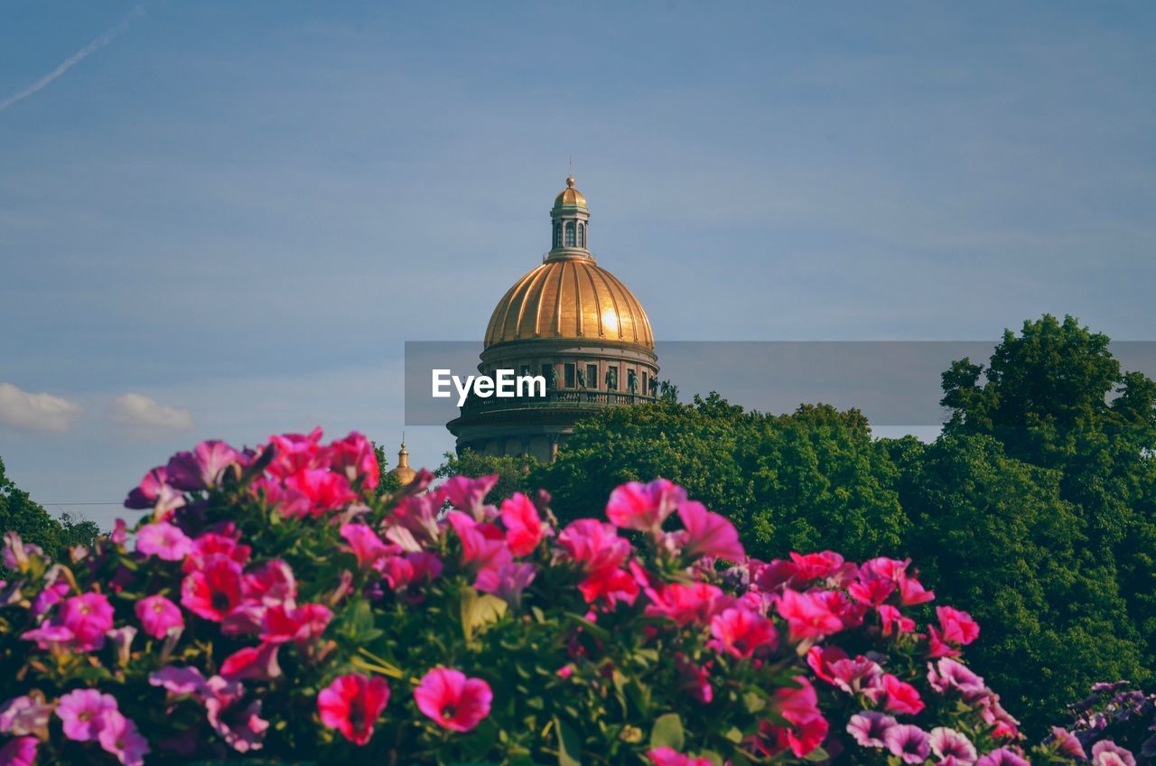 View of pink flowering plants against sky