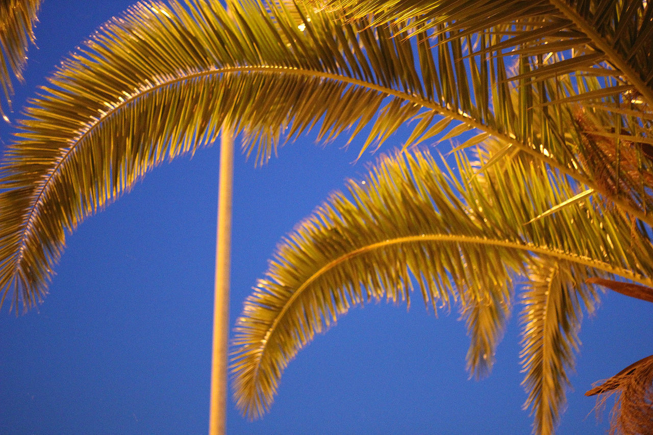 LOW ANGLE VIEW OF PALM LEAVES AGAINST BLUE SKY