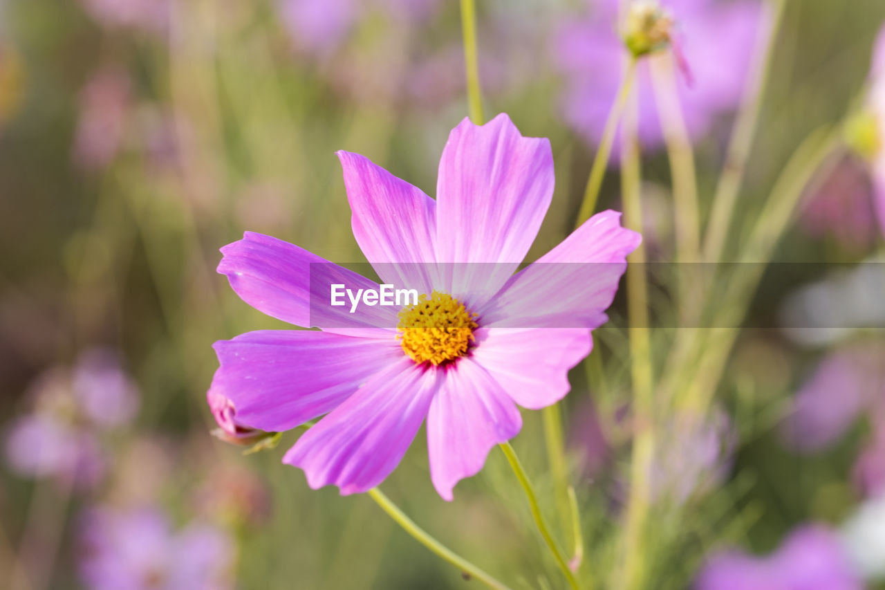 CLOSE-UP OF COSMOS FLOWER