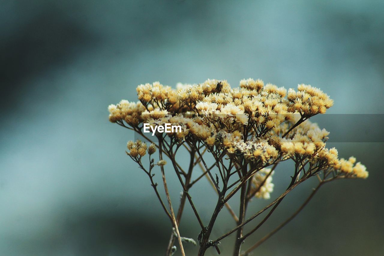 Close-up of flowers against blurred background