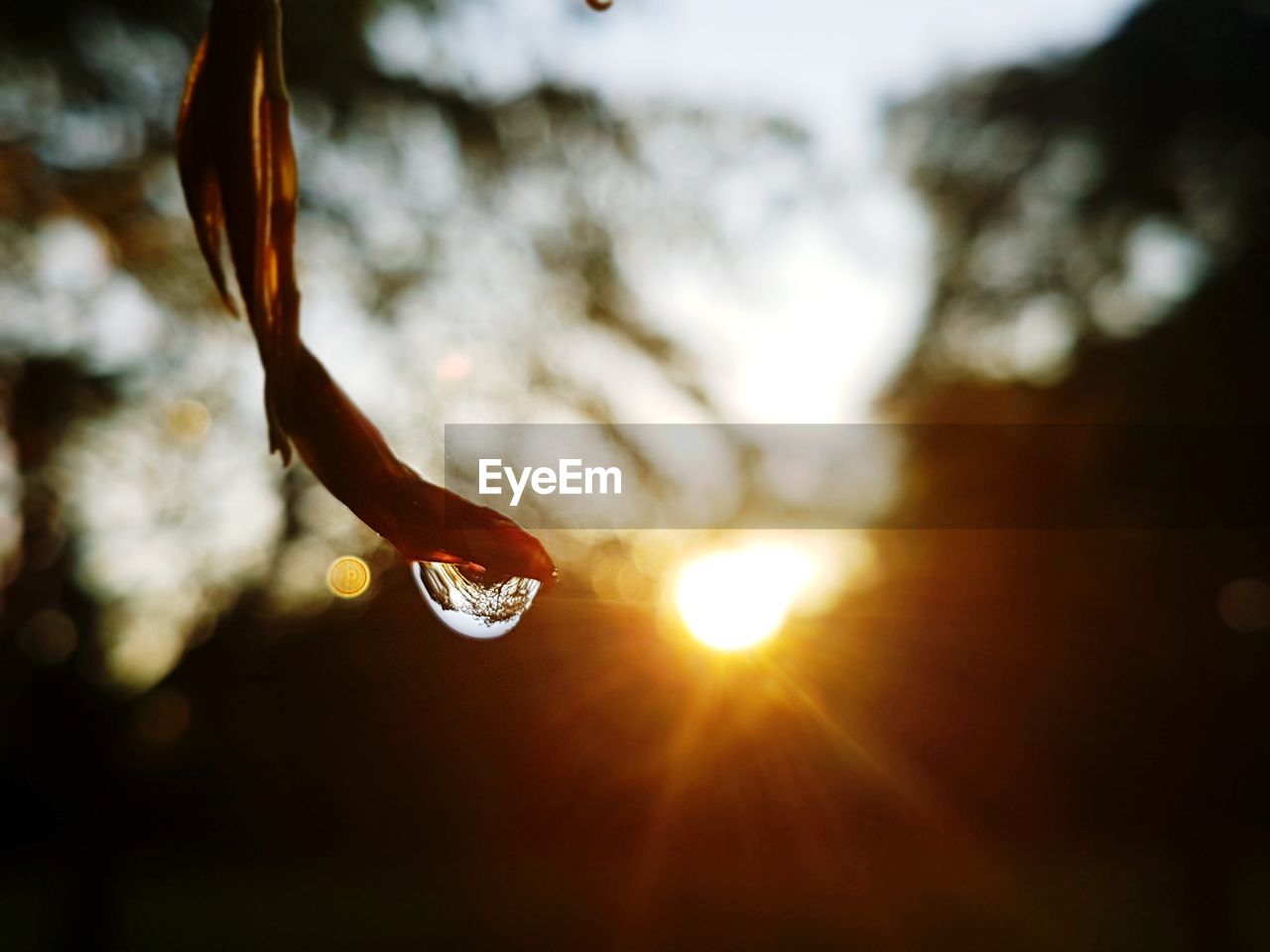 Close-up of dew drops on plant against bright sun