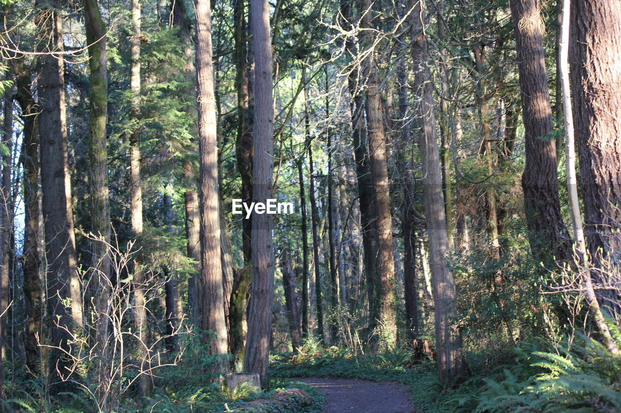 SCENIC VIEW OF FOREST