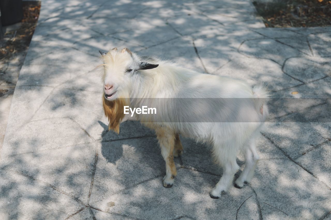 animal, mammal, animal themes, domestic animals, one animal, pet, nature, high angle view, day, no people, winter, sunlight, livestock, standing, mountain goat, shadow, snow, outdoors, white, animal wildlife