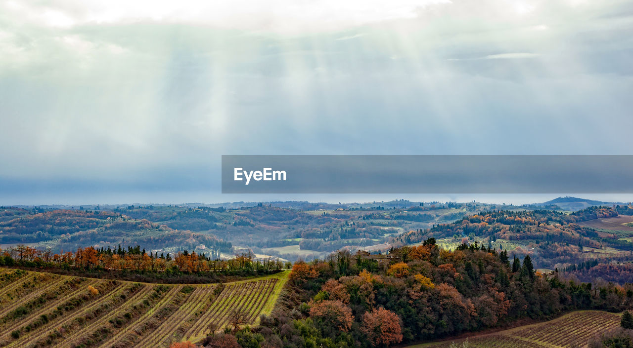 Tuscany hills rural countryside landscape, cypress passages and vineyards. wheat, olives cultivation