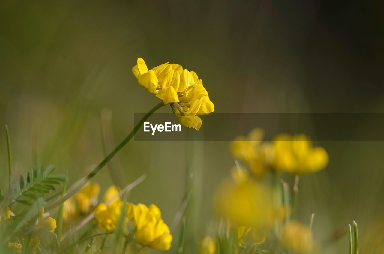 Close-up of yellow flower