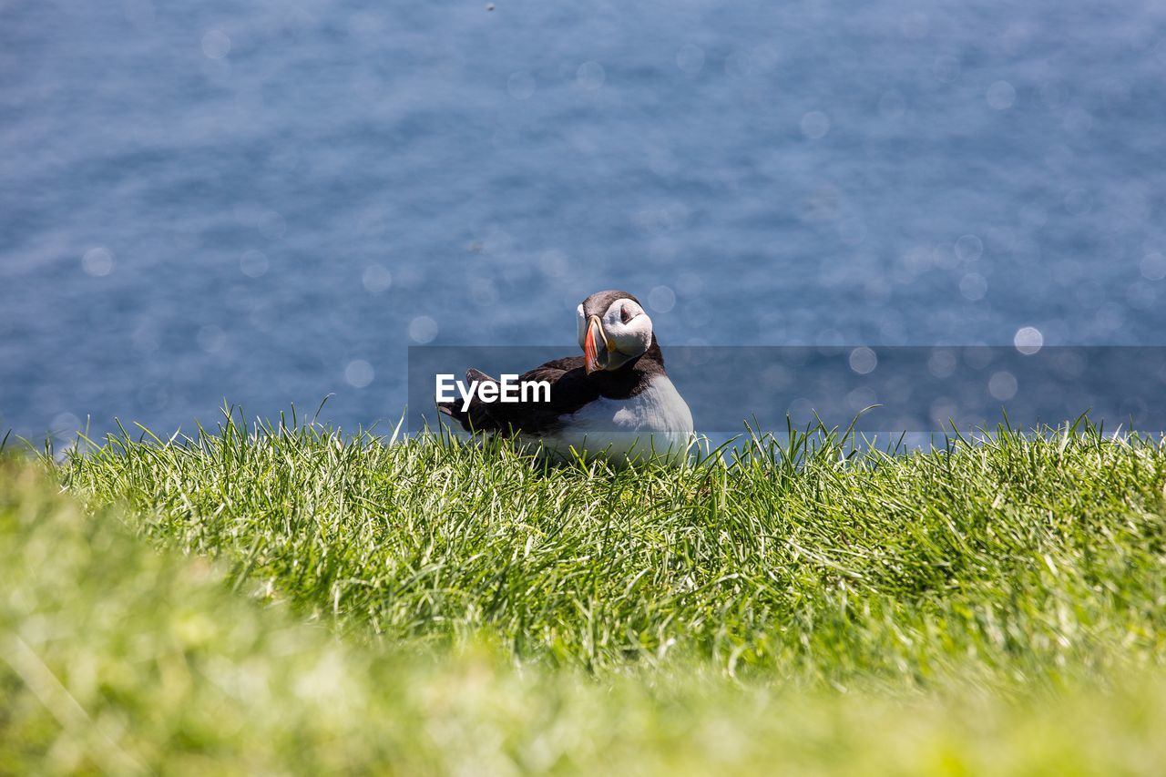 VIEW OF BIRDS ON THE SHORE