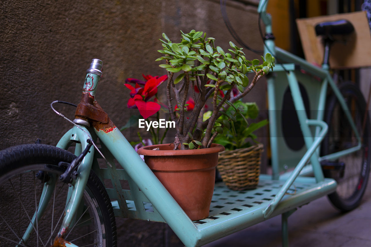 Plants and flowers on a blue abandoned bicycle.