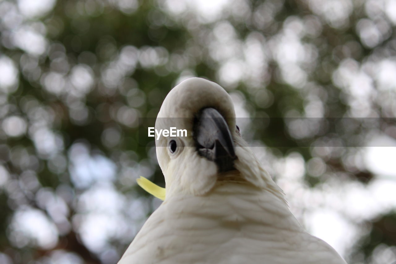 Close-up of a bird