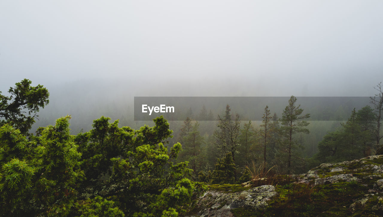 Trees on landscape against sky