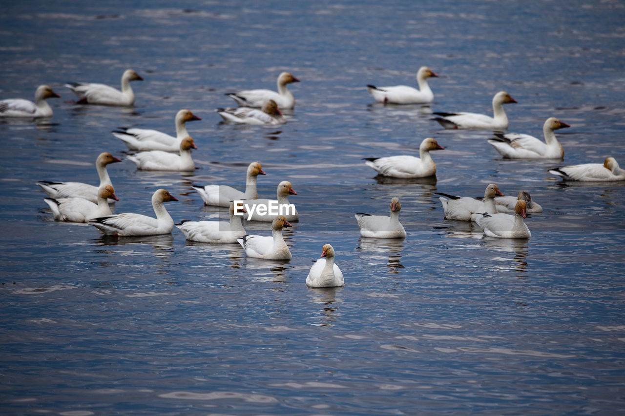 Selective focus view of flock of snow geese in the st. lawrence river during a grey spring morning