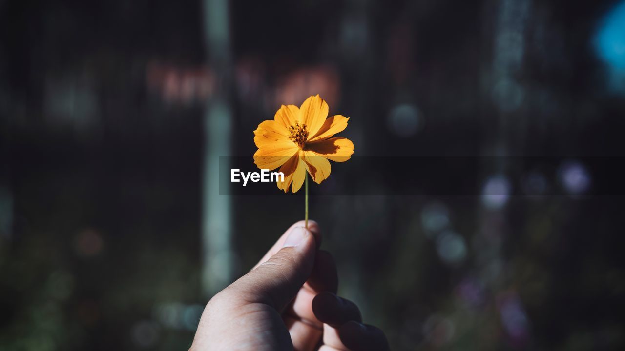 Close-up of hand holding autumn yellow cosmos flower