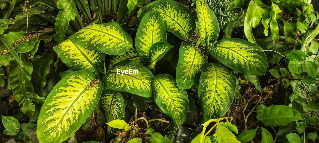 green, plant, rainforest, leaf, plant part, growth, jungle, nature, vegetation, beauty in nature, flower, forest, no people, day, land, close-up, outdoors, freshness, ferns and horsetails, food and drink, food, tropics, tree, full frame, high angle view, field, natural environment, backgrounds