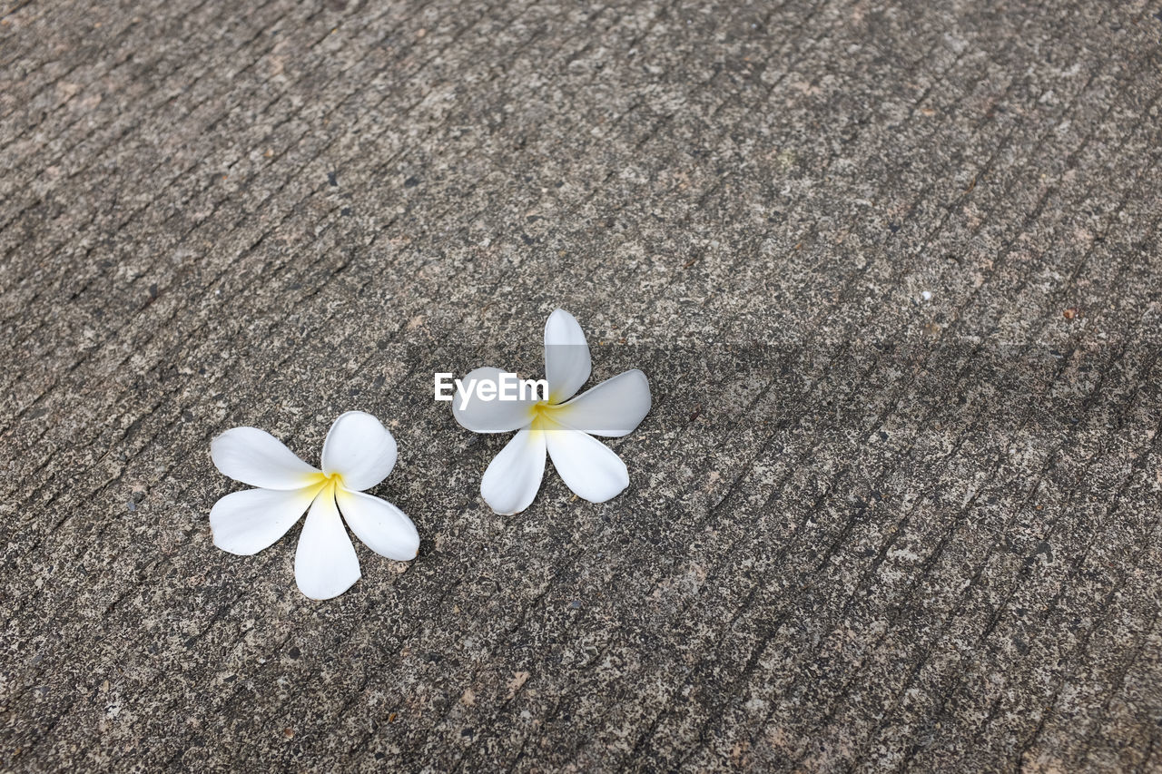 High angle view of frangipani flowers