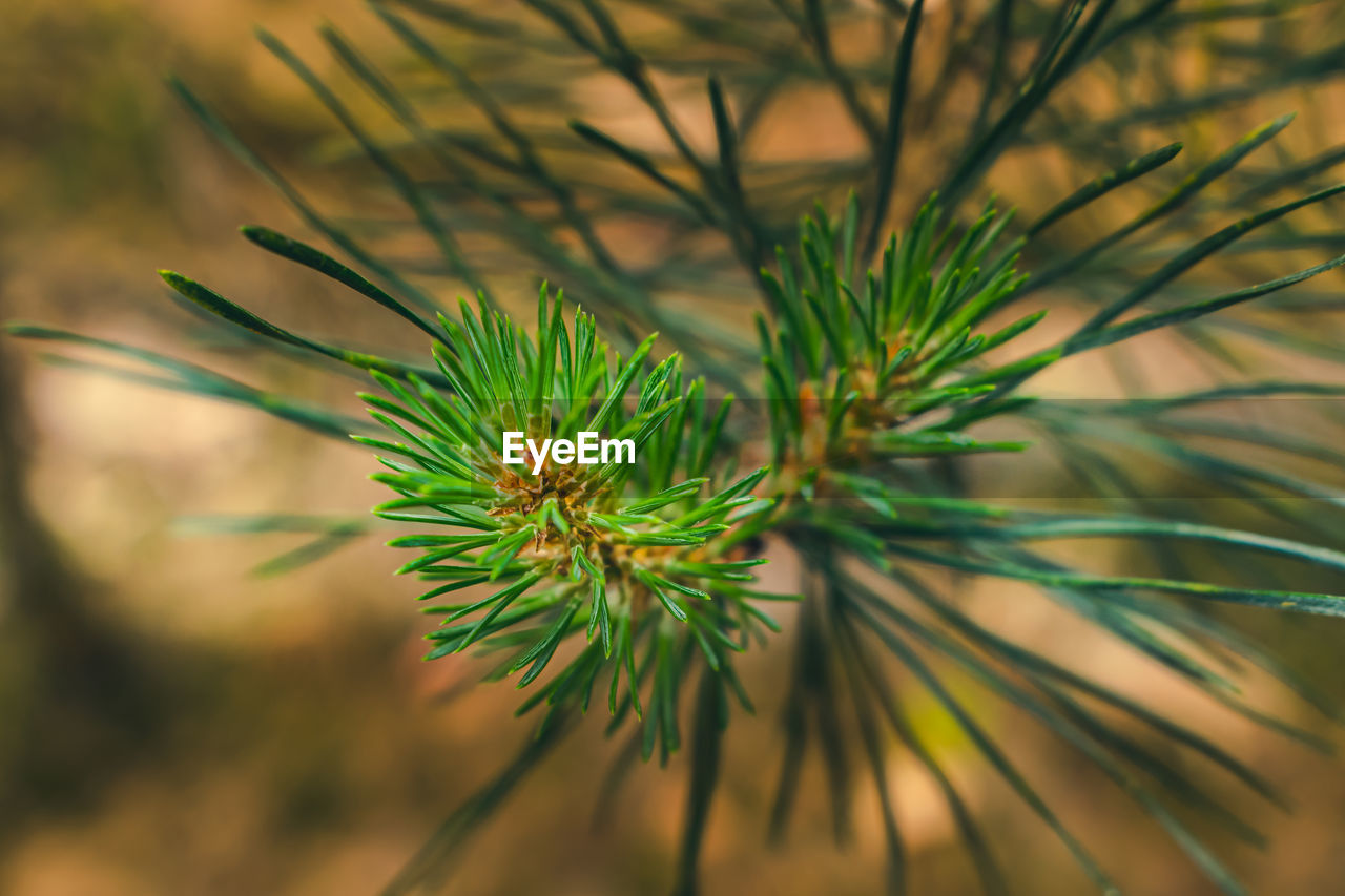 Close-up of pine tree twig