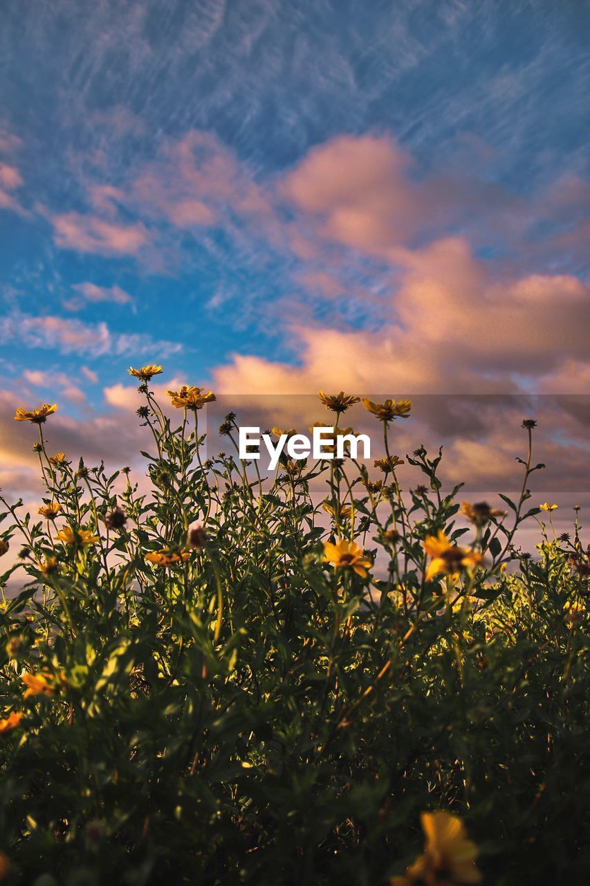 CLOSE-UP OF FLOWERING PLANTS ON FIELD AGAINST SKY