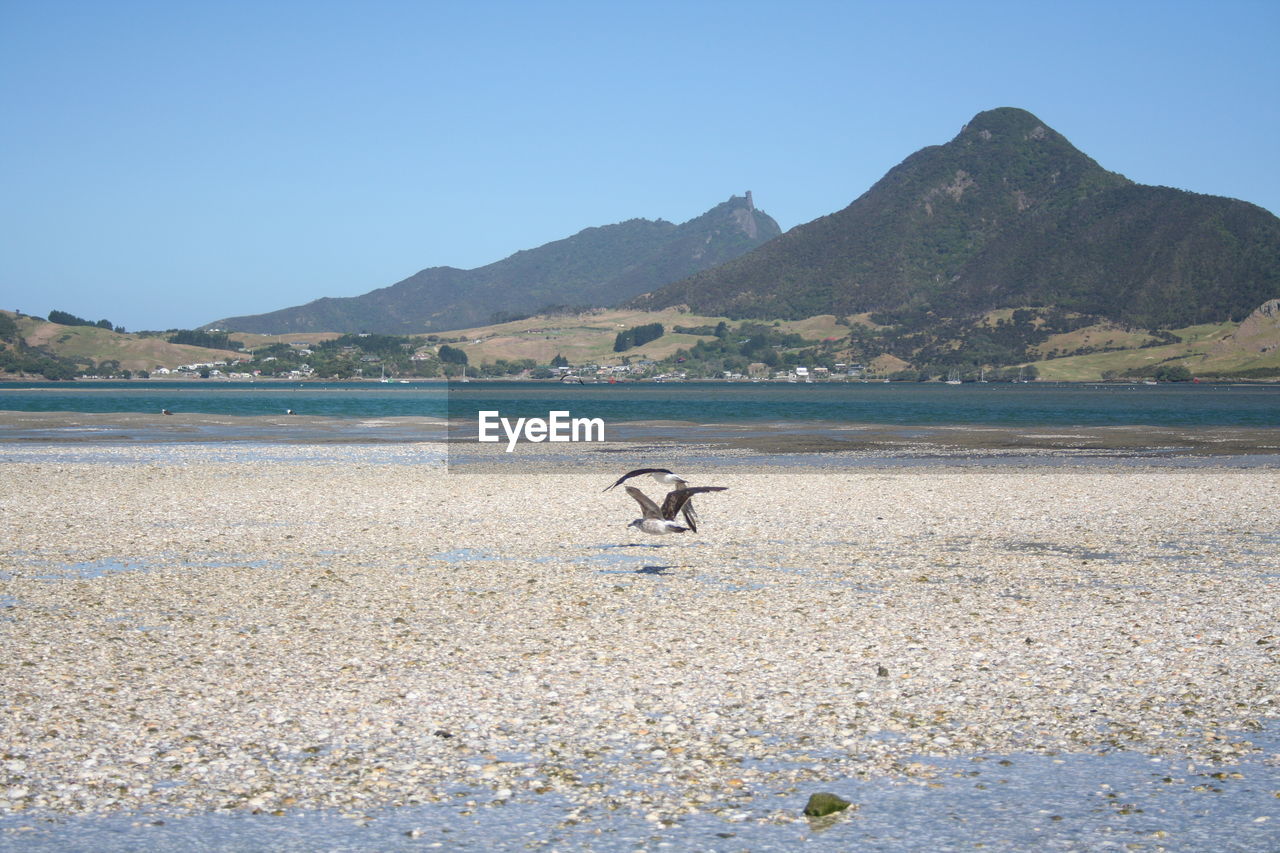 Birds flying over beach against clear sky