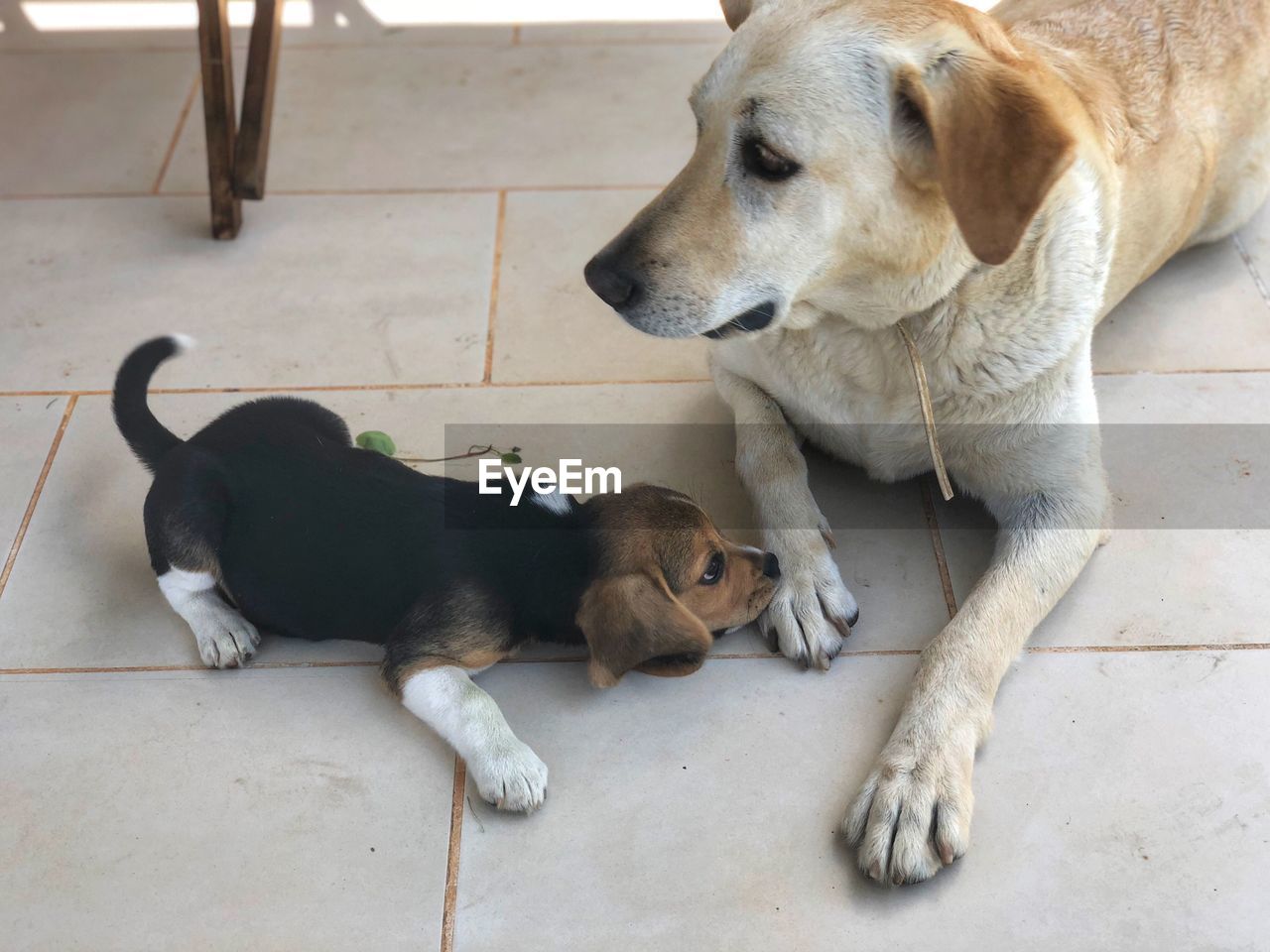 High angle view of dog resting on tiled floor