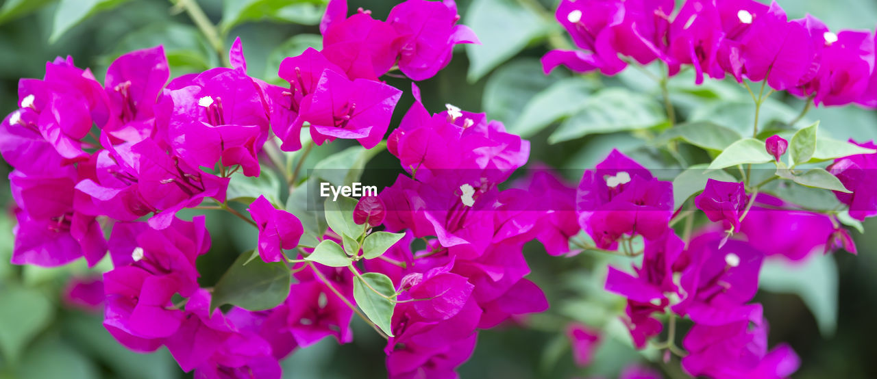 CLOSE-UP OF PINK FLOWERS