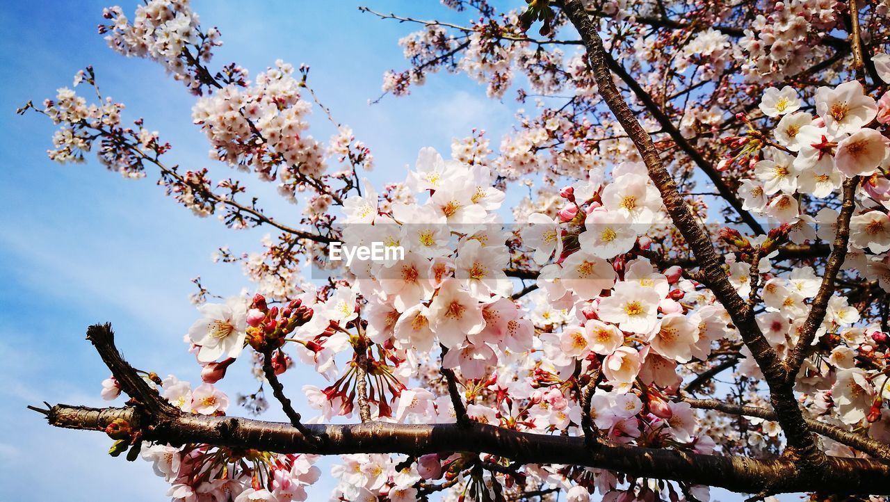 Low angle view of fresh tree against sky