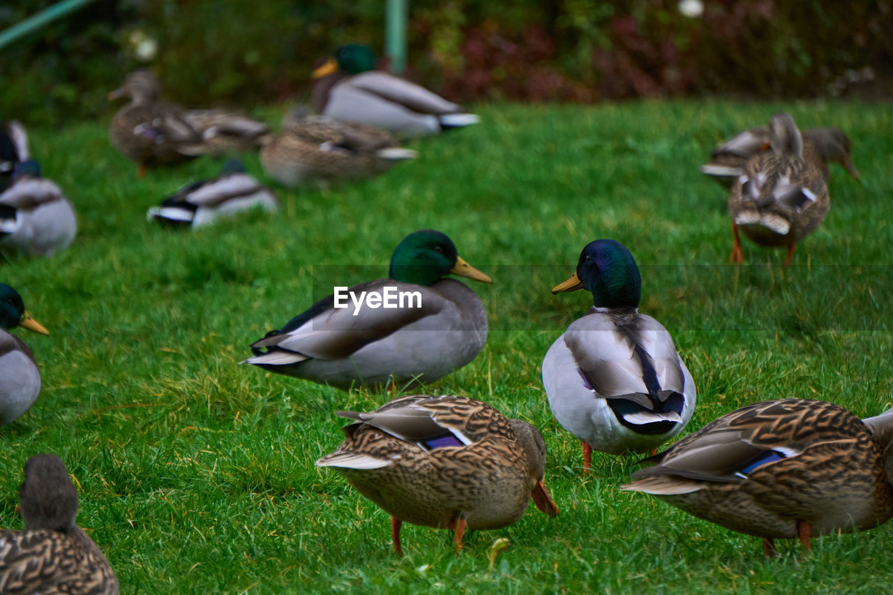 bird, duck, animal themes, animal, animal wildlife, wildlife, ducks, geese and swans, group of animals, water bird, mallard, grass, poultry, mallard duck, nature, no people, plant, green, day, large group of animals, land, outdoors, beauty in nature, goose, field