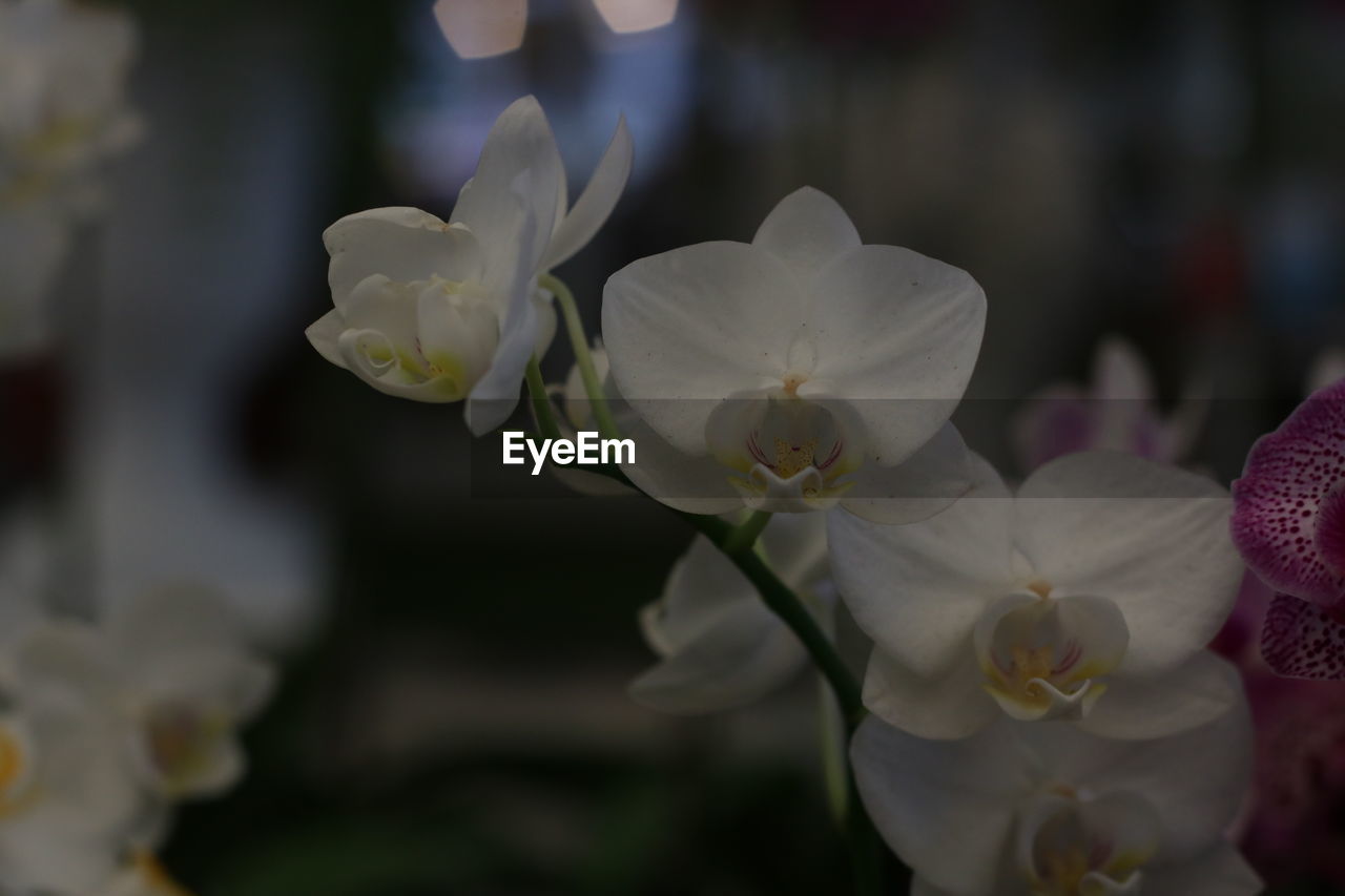 Close-up of white flowering plant