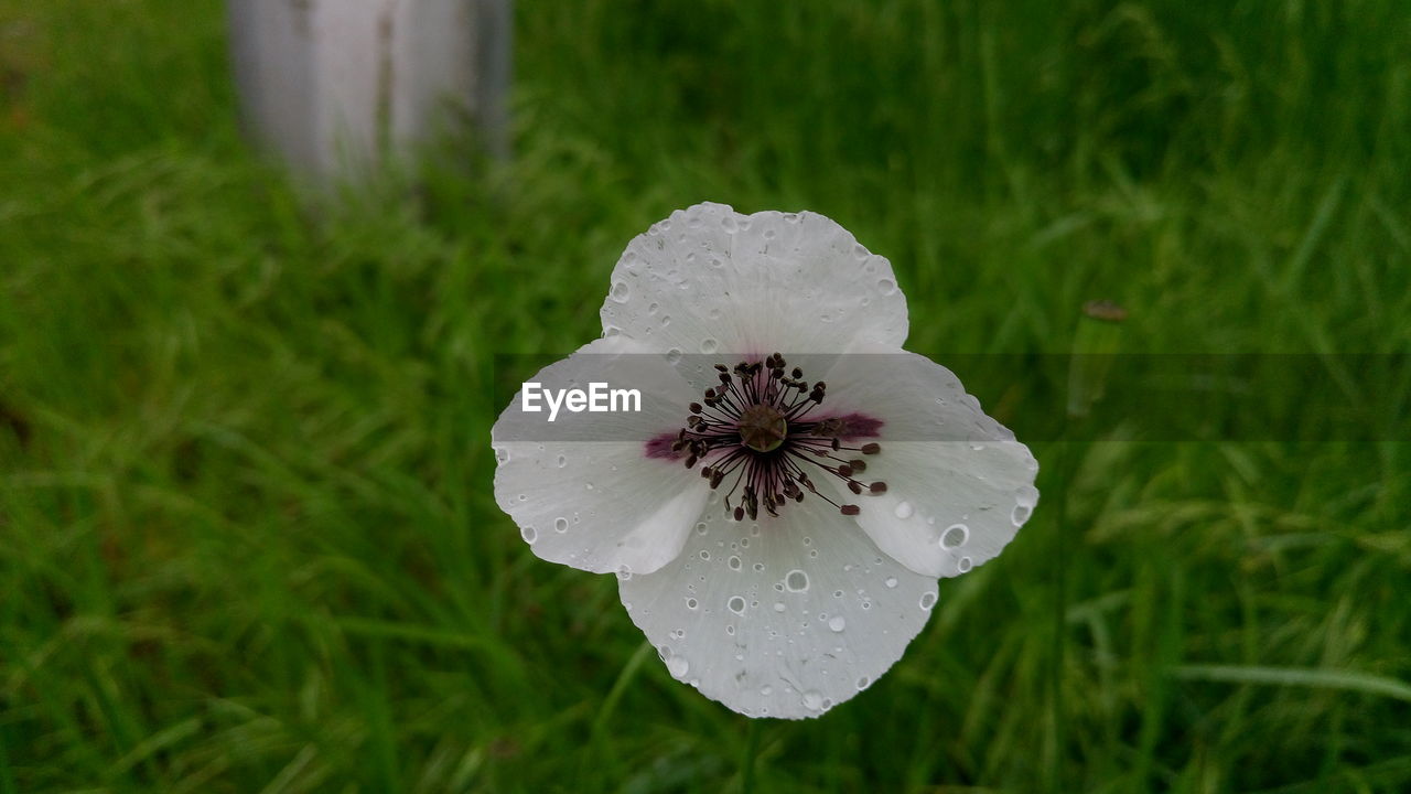 Close-up of wet white flower blooming outdoors