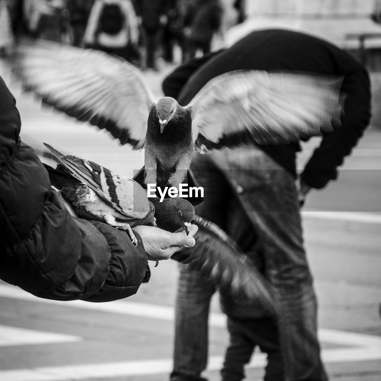 CLOSE-UP OF HAND HOLDING BIRD OUTDOORS