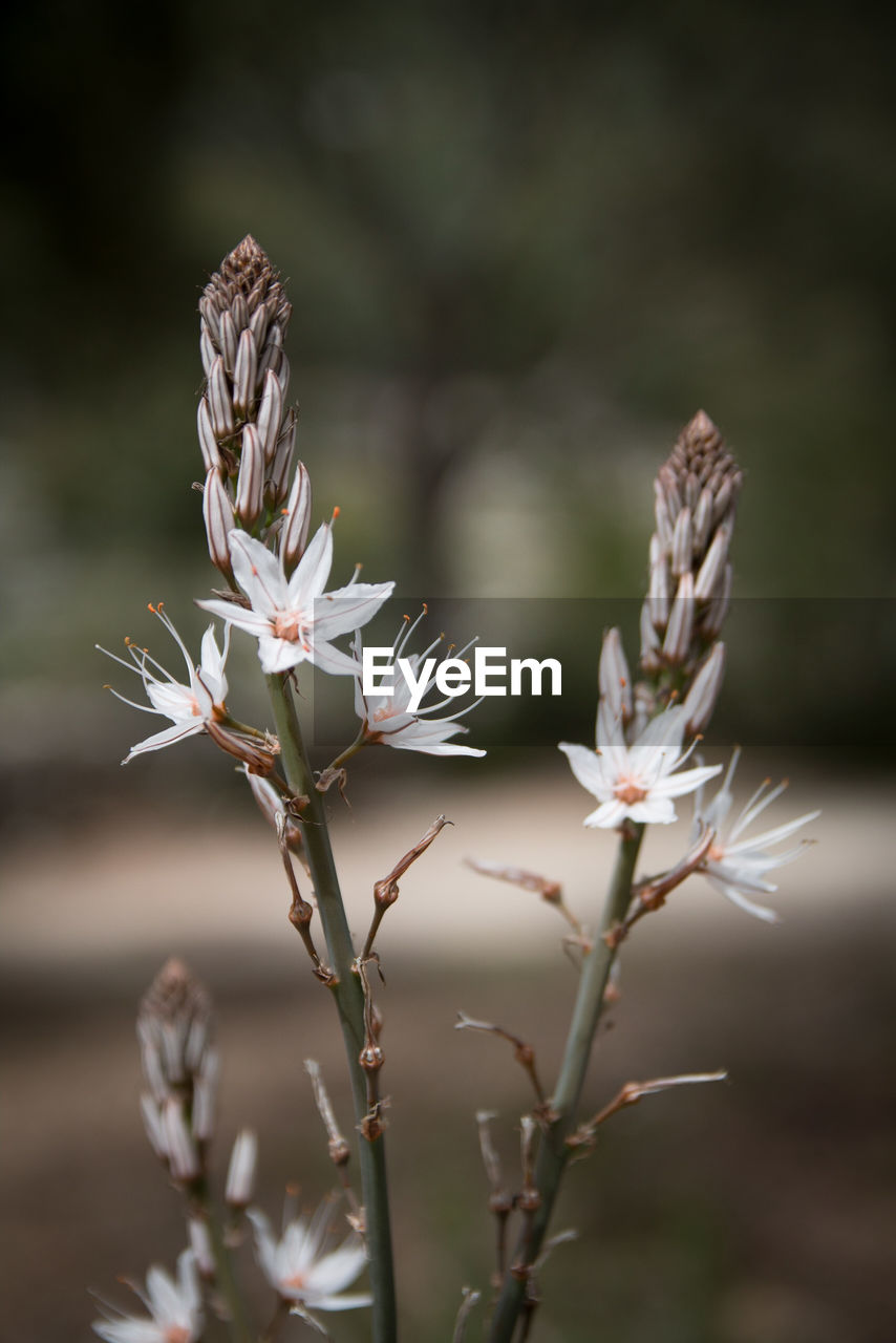 Close-up of white flowering plant