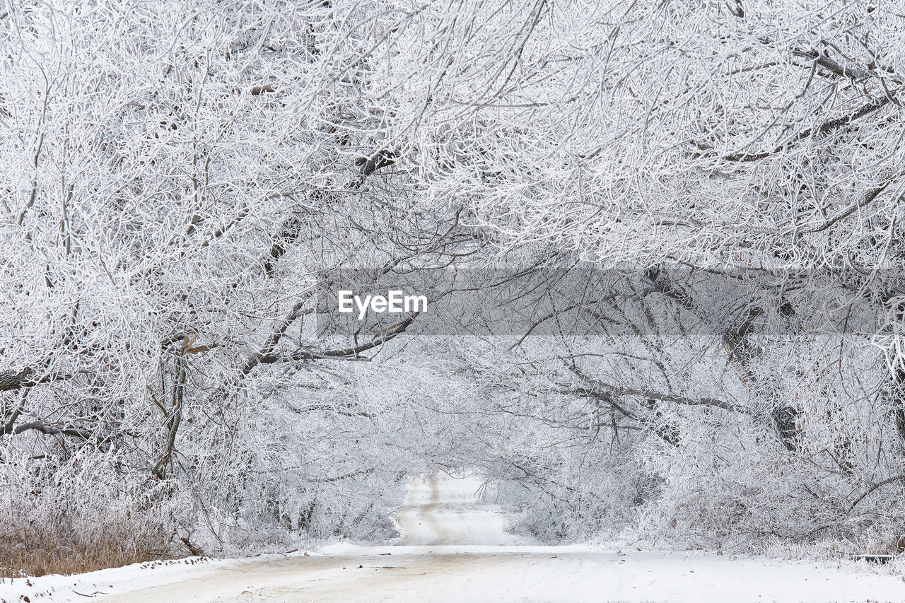 Willow and alder trees alley in frost. winter rural dirt road.  cold weather. belarus