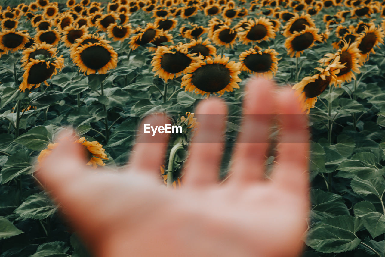 Photographs are the last thing left of the day when memories fade. sunflower fields