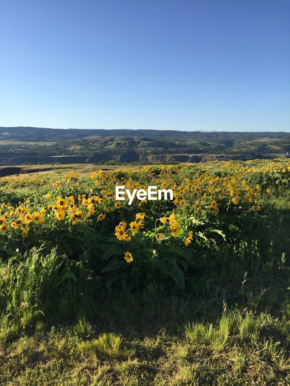 Yellow flowers blooming on field against clear sky