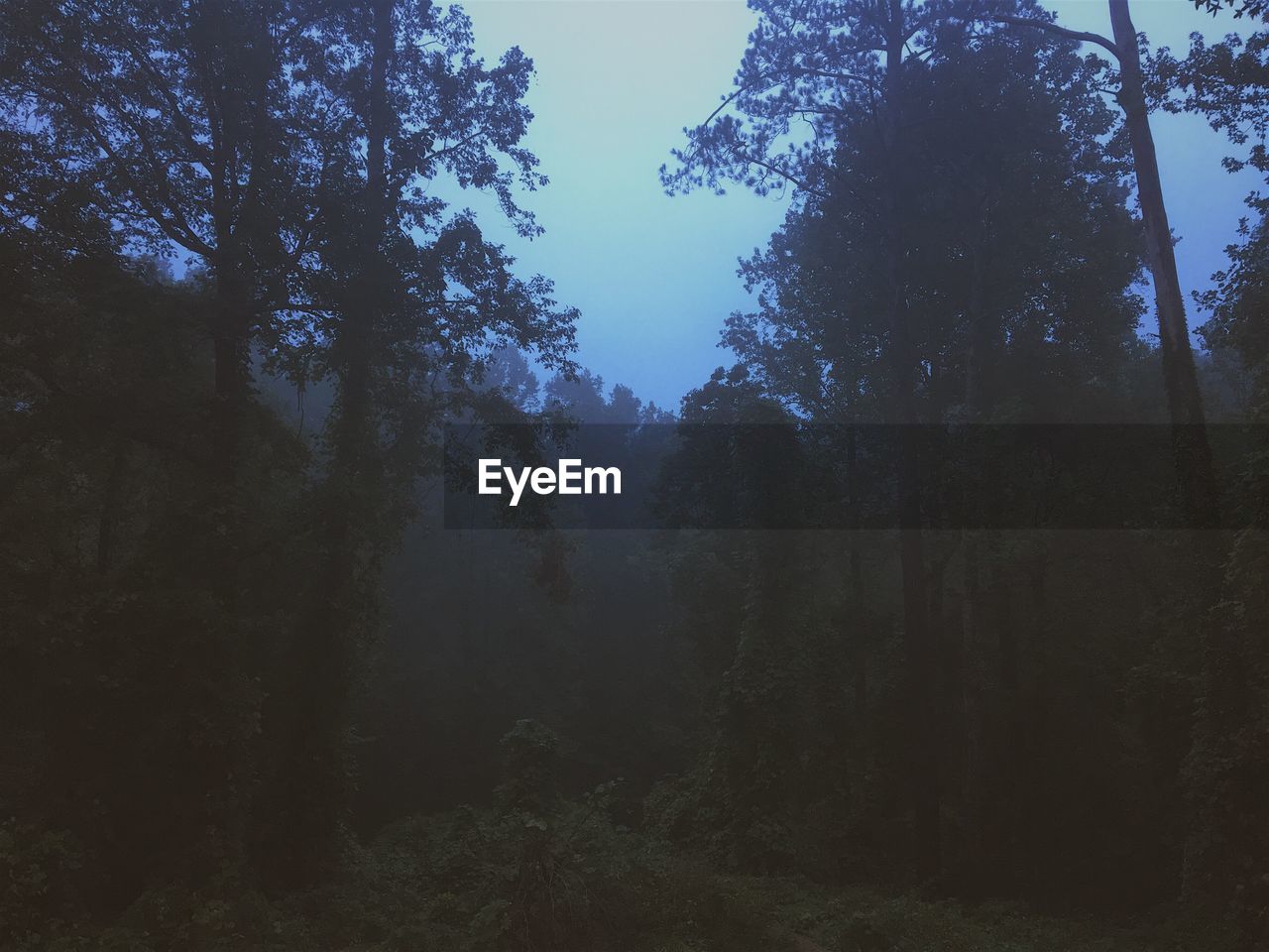Trees in forest against clear sky