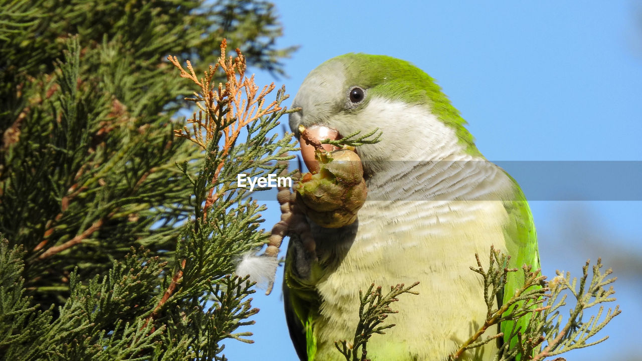 Close-up of parrot perching on tree against sky