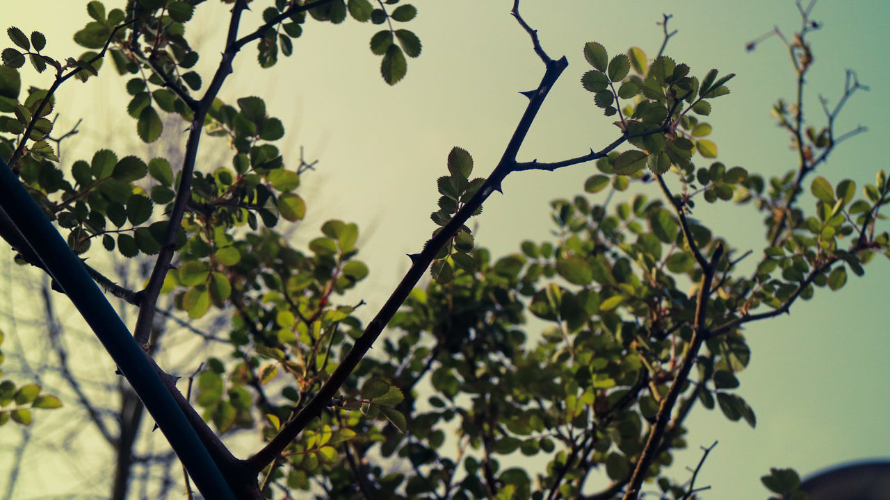 Low angle view of tree against sky